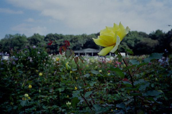 bara096 2008�N10���̃o��(03)