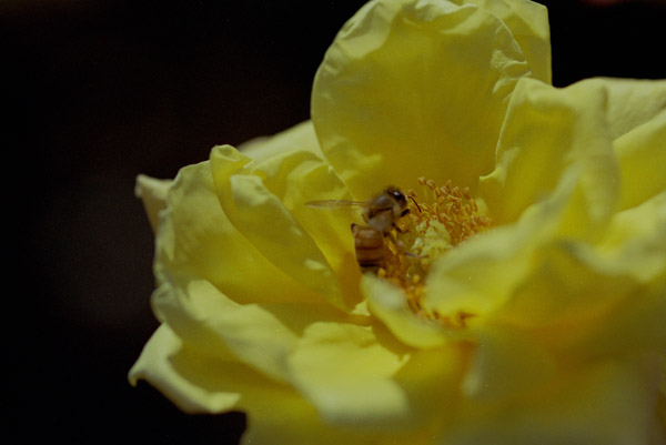 bara097 2008�N10���̃o��(04)