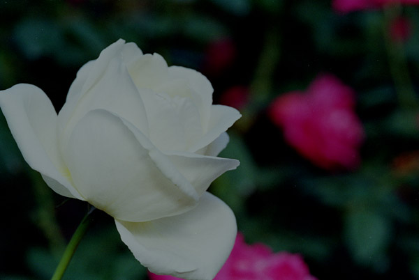 bara098 2008�N10���̃o��(05)