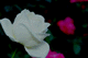 bara098 2008年10月のバラ(05)