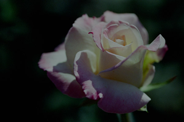 bara099 2008�N10���̃o��(06)