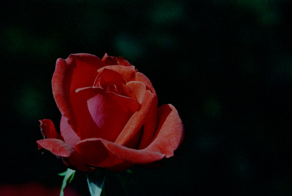 bara100 2008�N10���̃o��(07)