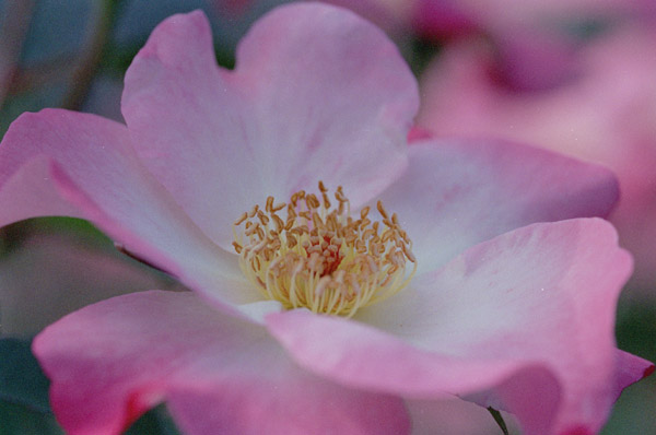 bara101 2008�N10���̃o��(08)