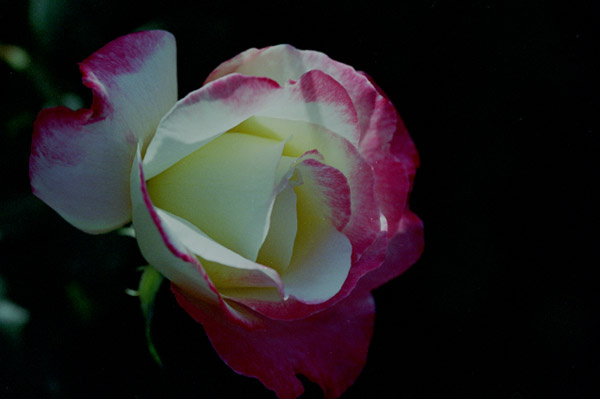 bara102 2008�N10���̃o��(09)