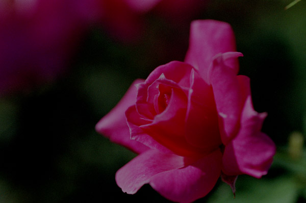 bara103 2008�N10���̃o��(10)