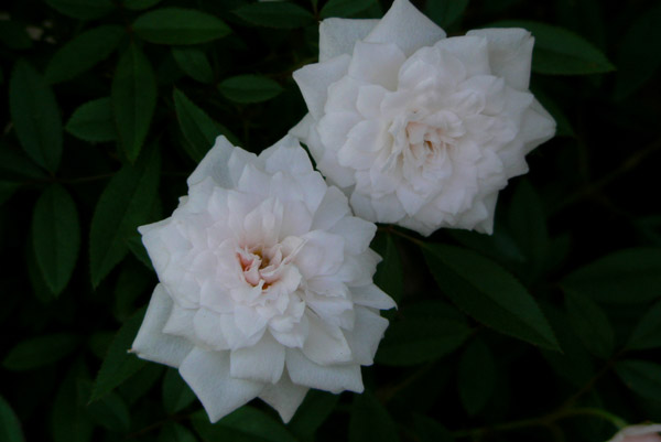 bara104 2008�N10���̃o��(11)