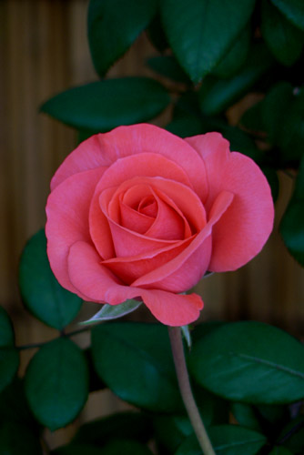 bara105 2008�N10���̃o��(12)