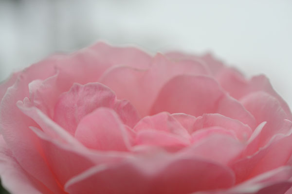 bara106.jpg 2009�N10���̃o��(01) �N�C�[���@�G���U�x�X 