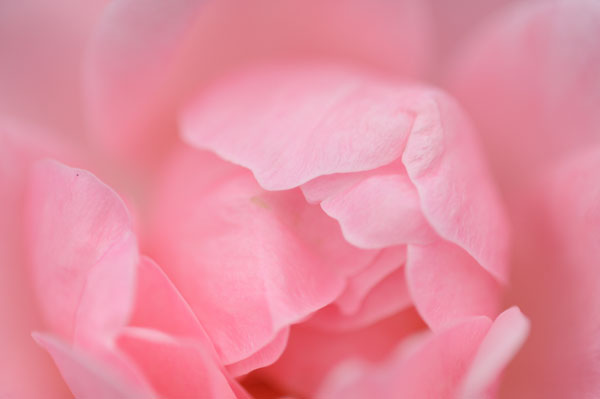 bara107.jpg 2009�N10���̃o��(02) �N�C�[���@�G���U�x�X 