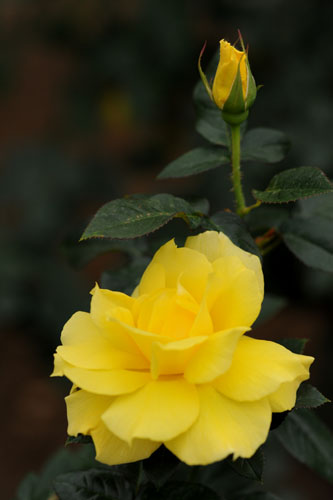 bara108.jpg 2009�N10���̃o��(03) �A���\�j�[�@���C�A��