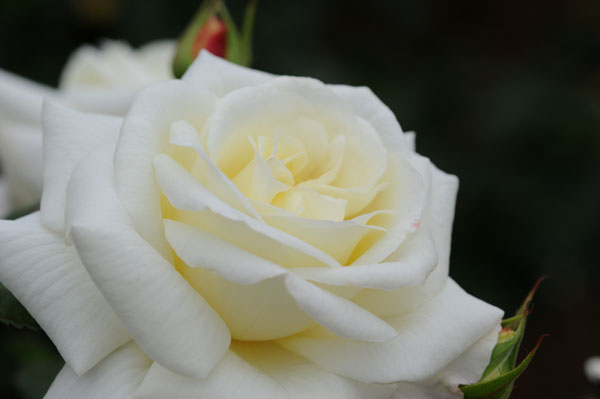 bara109.jpg 2009�N10���̃o��(04) ��� 