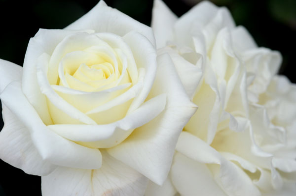 bara110.jpg 2009�N10���̃o��(05) ���