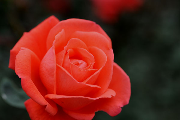 bara111.jpg 2009�N10���̃o��(06) �X�[�p�[�@�X�^�[