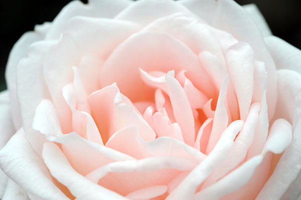 bara112.jpg 2009�N10���̃o��(07) ���C�����@�n�C�l�X