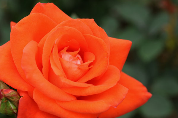 bara113.jpg 2009�N10���̃o��(08) ���[��