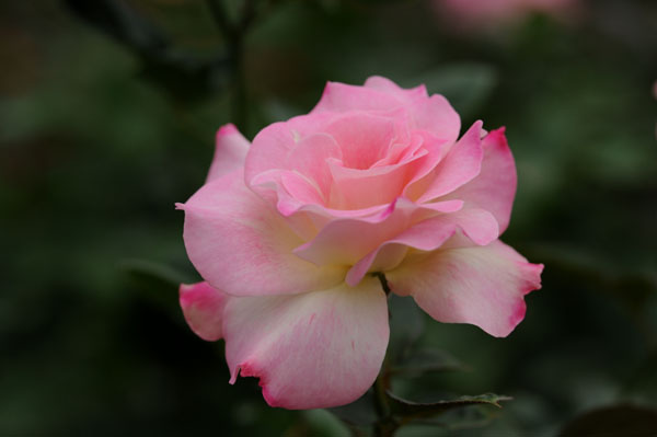 bara114.jpg 2009�N10���̃o��(09) �}�`���_