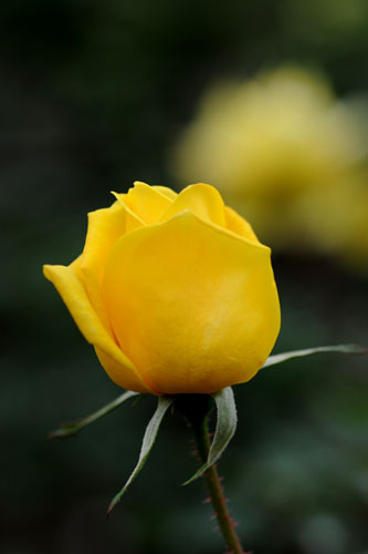 bara115.jpg 2009�N10���̃o��(10) �T�}�[�@�T���V���C��