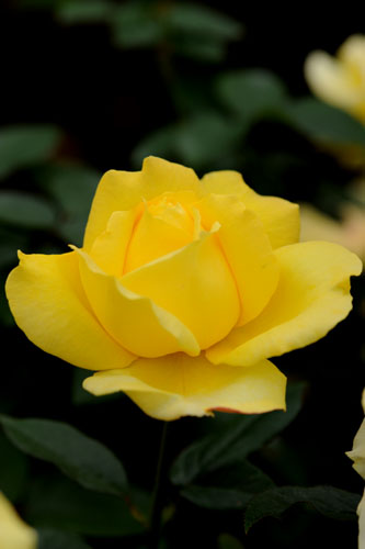 bara116.jpg 2009�N10���̃o��(11) ����