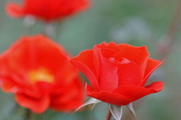 bara117.jpg 2009�N10���̃o��(12) �R���`�F���e�B�[�m