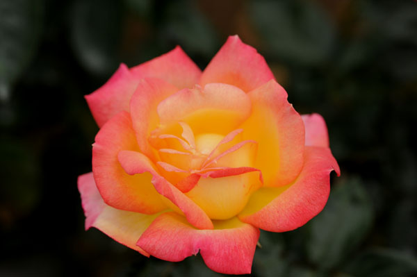 bara118.jpg 2009�N10���̃o��(13) ���_