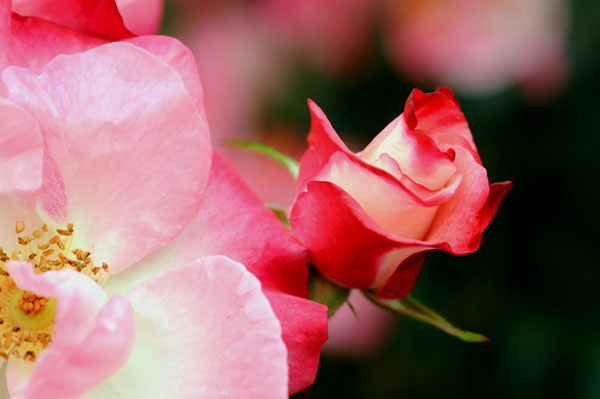 bara119.jpg 2009�N10���̃o��(14) �ԉ�