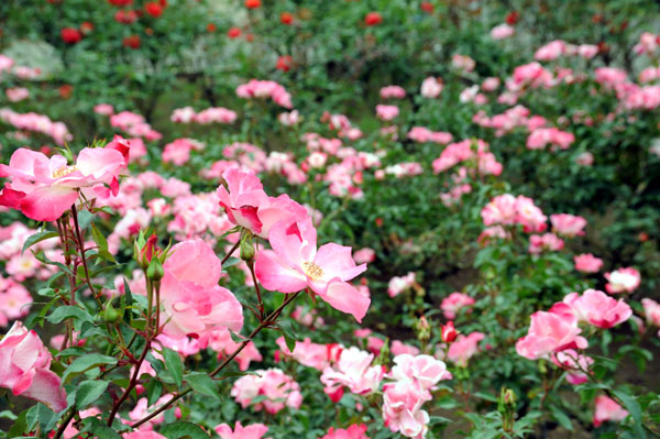 bara120.jpg 2009�N10���̃o��(15) �ԉ�