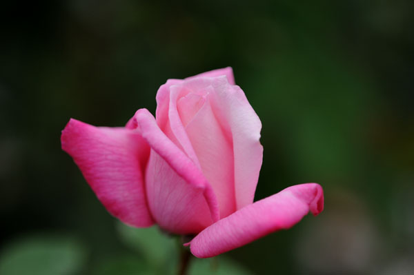 bara121.jpg 2009�N10���̃o��(16) ���f�B�[�@���b�N