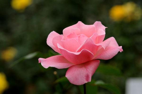 bara122.jpg 2009�N10���̃o��(17) �N�C�[���@�G���U�x�X