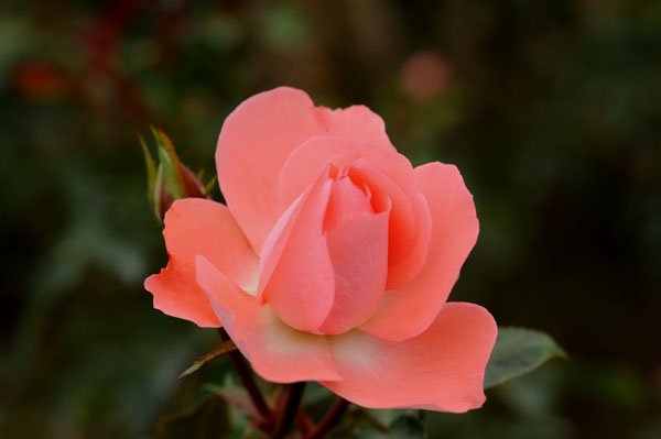 bara123.jpg 2009�N10���̃o��(18) �W�����_���@�h�@�t�����X