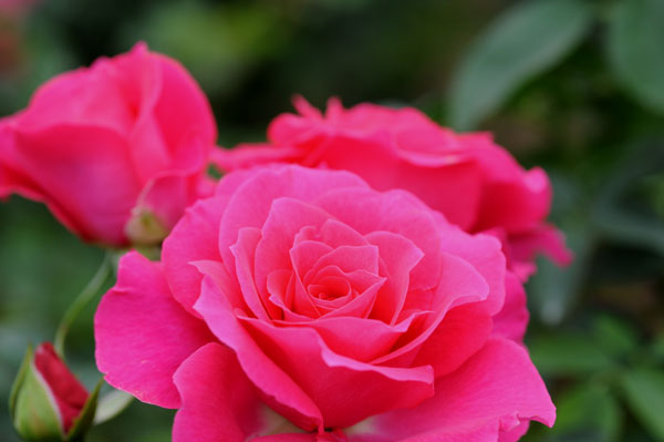 bara124.jpg 2009�N10���̃o��(19) �����