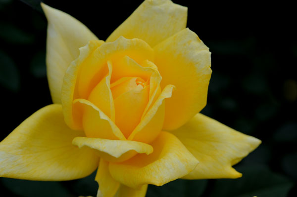 bara125.jpg 2009�N10���̃o��(20) �i��s�� 