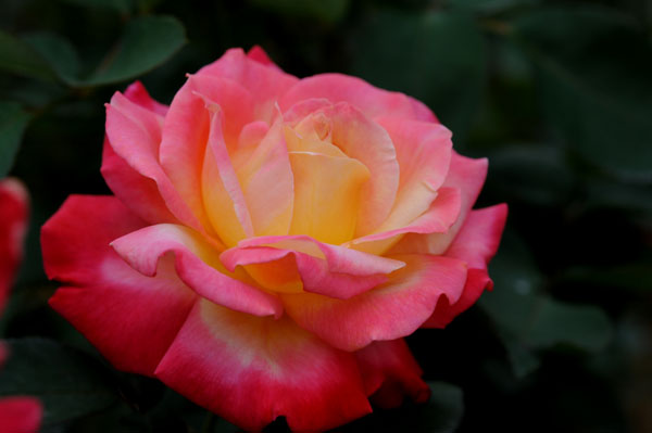 bara126.jpg 2009�N10���̃o��(21) �i��s��