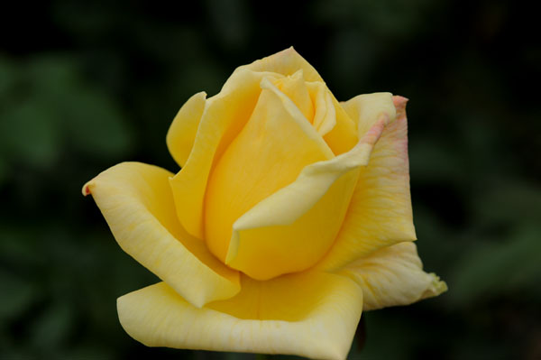 bara127.jpg 2009�N10���̃o��(22) �V�É���