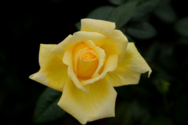 bara128.jpg 2009�N10���̃o��(23) �V�É���