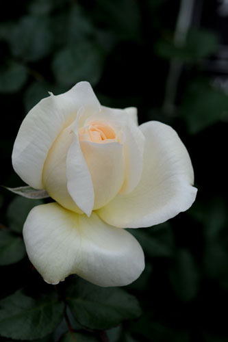 bara129.jpg 2009�N10���̃o��(24) �`���C�R�t�X�L�[