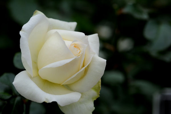 bara130.jpg 2009�N10���̃o��(25) �`���C�R�t�X�L�[