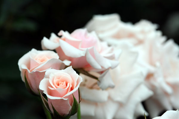 bara131.jpg 2009�N10���̃o��(26) �}�W�����J