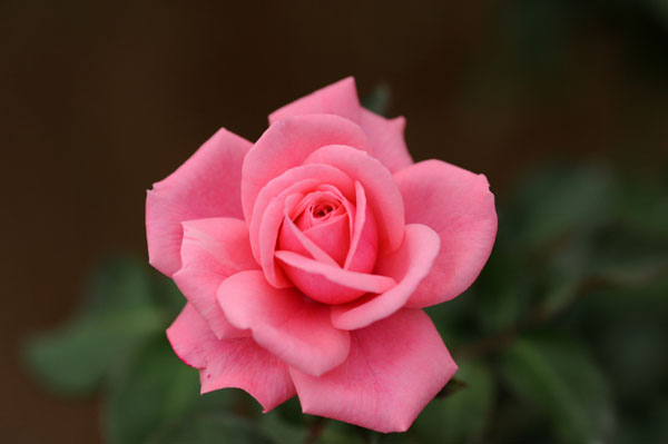 bara132.jpg 2009�N10���̃o��(27) �W�[���@�o�[�i�[