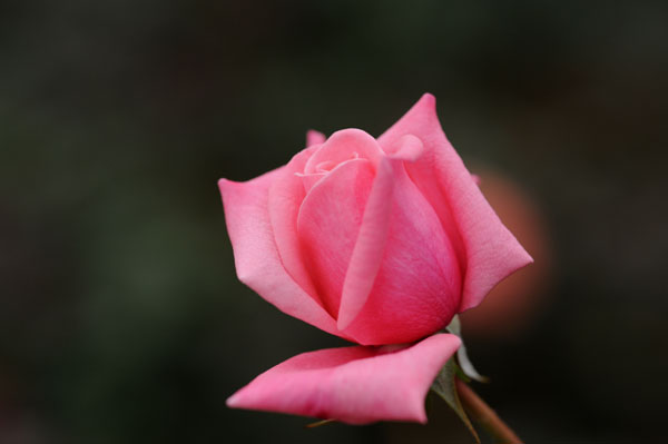 bara133.jpg 2009�N10���̃o��(28) �W�[���@�o�[�i�[