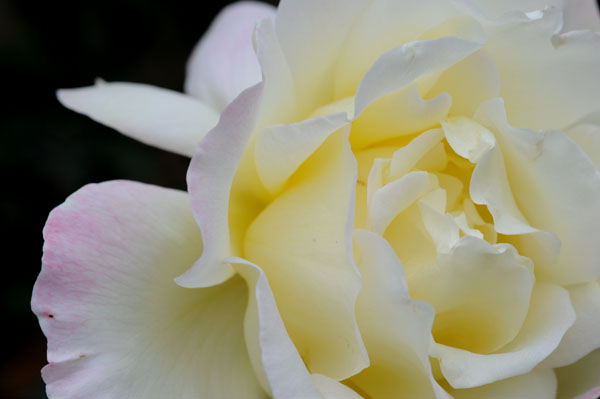 bara134.jpg 2009�N10���̃o��(29) �K�[�f���@�p�[�e�B�[