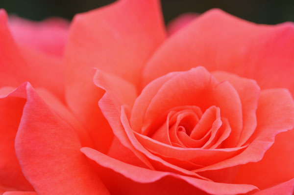 bara135.jpg 2009�N10���̃o��(30) �|���l�V�A���@�T���Z�b�g