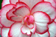 begonia001