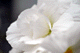 begonia002