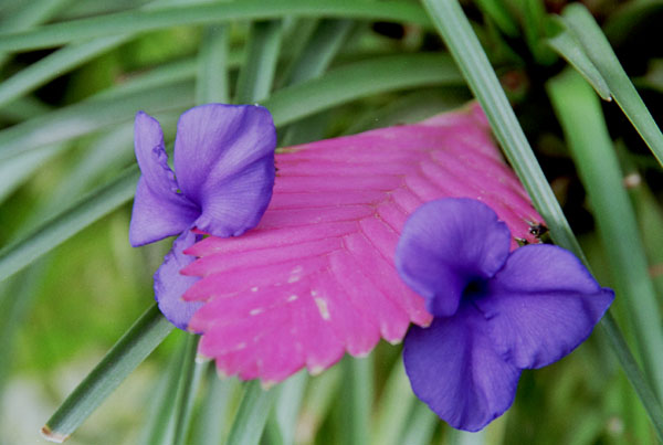 chiranzia001�@�`�����W�A�E�V�A�l�A