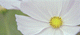 cosmos003
