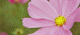 cosmos004