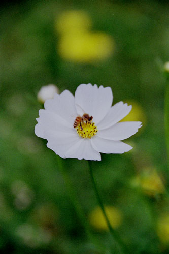 cosmos005  �R�X���X�ƖI