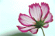 cosmos006