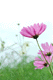 cosmos007