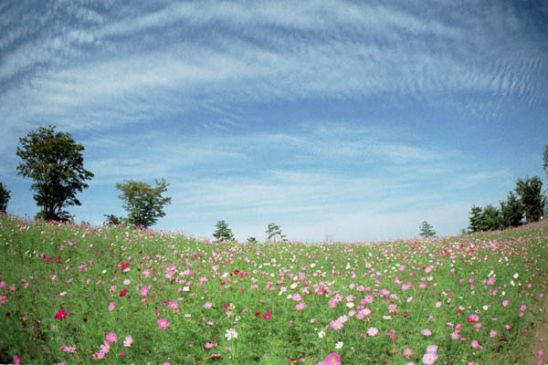 cosmos008 �R�X���X�̋u